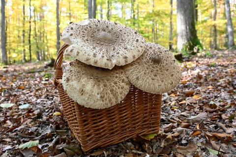 Parasol mushroom, Parasol, giant umbrella mushroom (Macrolepiota procera), Lower Franconia,