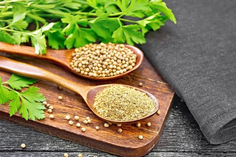 Coriander seeds and ground in two spoons, green fresh cilantro and a napkin on wooden board