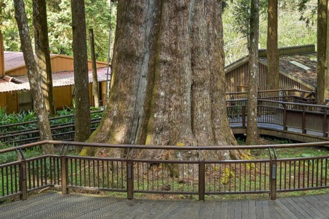 The sacred Xianglin tree, Xianglin Giant Tree, Red Taiwan Cypress, Alishan National Forest