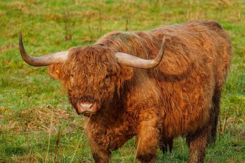 A strong Highland cow stands attentively in the meadow and looks ahead, Velen, Münsterland, North