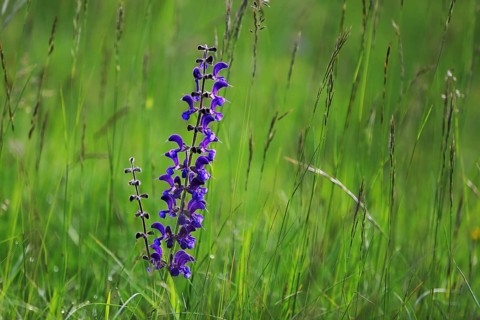 Meadow sage, Salvia pratensis, meadow sage