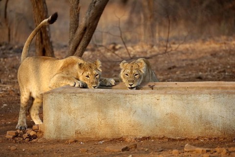 Lioness cub sasan gir Gujarat India Asia