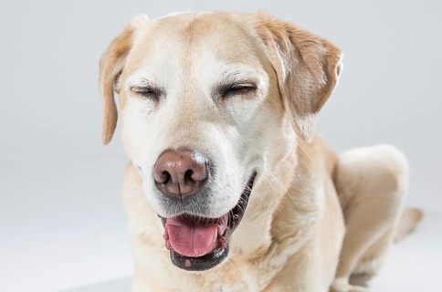 Blonde Labrador in the photo studio, 2016