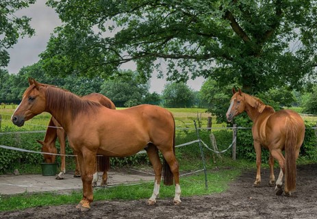 Horses in a paddock in Hamburg, 2016