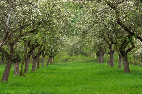 Cherry orchard. Tree trunk cherry in a row. Cherry trees alley