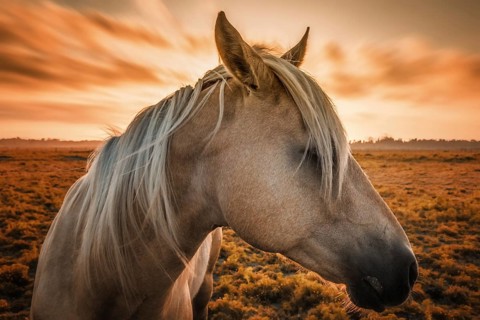 Profile of a horse, close-up, with sunset in the background
