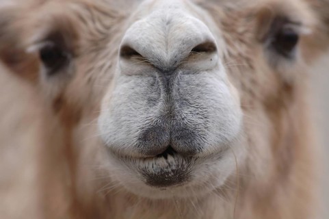 Face of a camel with dark eyes and pursed lips