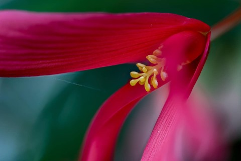 Drooping flower of Begonia boliviensis from northern Argentina. Wild form from the Andean mountain