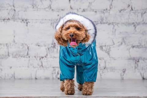Small funny dog of brown colour with curly hair of toy poodle breed posing in clothes for dogs.