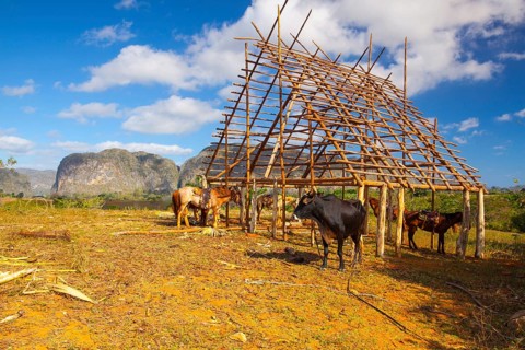 Famous Cuba farmland tobacco area, Valley de Vinales, Pinar del Rio, Cuba.Traditional drying shed