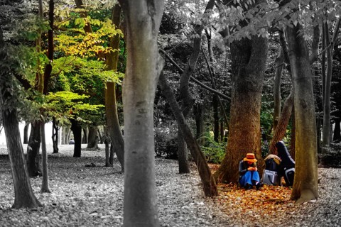Comparison of autumn. Shooting Location: Chofu, Tokyo