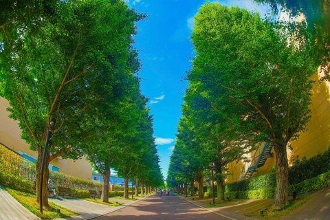 Ginkgo tree-lined streets of fresh green (Akishima). Shooting Location: Tokyo Akishima