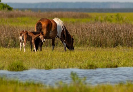 Two of the wild ponies on Assateague Island forage in marsh at the waters edge