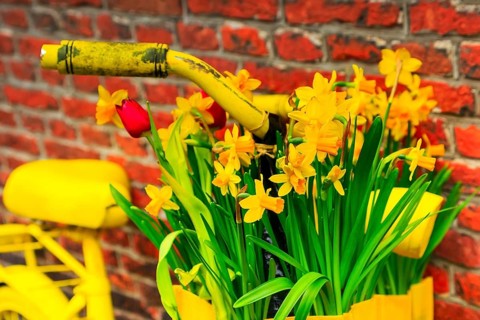 Vintage closeup vibrant yellow bicycle with basket of daffodil flowers on old rustic brick wall