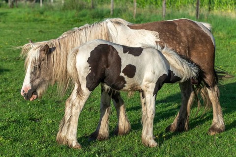 Irish cob horses in a pasture in spring. In the French countryside, horses go out into the meadows