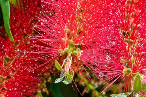 Bottlebrush, Callistemon rugulosus, Madeira, Funchal, Australia, Oceania