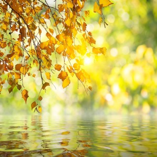 Branch of birch above the calm river in autumn