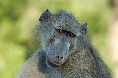 A chacma baboon showing his profile early in the morning in South Africa