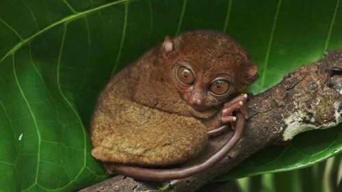 Tarsier monkey (Tarsius Syrichta) on tree in natural jungle environment, Philippines. Bohol island