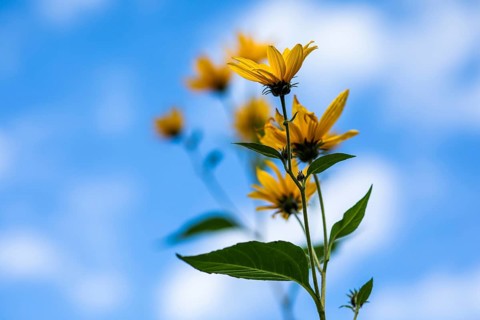Yellow flowers, Jerusalem artichoke (Helianthus tuberosus), Leoben, Styria, Austria, Europe