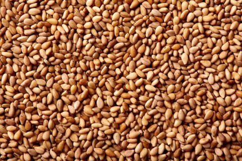 Sesame seeds texture macro detail background