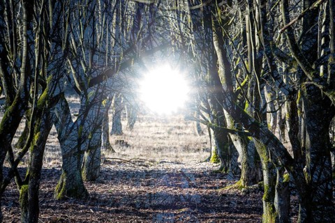 A natural burial grave site, Hofgeismar, Weser Uplands, Weserbergland, Hesse, Germany, Europe