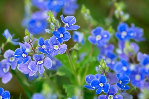 Veronica chamaedrys, blue blossoms in spring