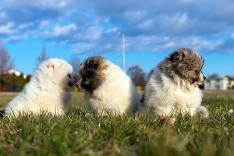 Little puppies. Pomeranian puppies playing outdoor Pomeranian spitz-dog
