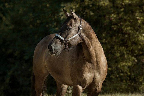 Quarter Horse with show halter in portrait, Austria, Europe