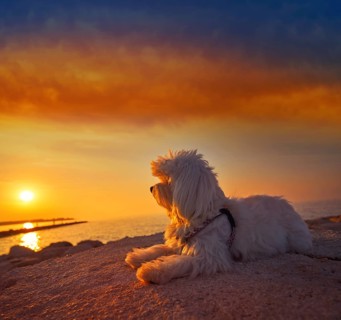 Maltichon pet dog relaxed looking sunset in a beach