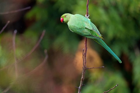 Rose-ringed Parakeet, Ring-necked Parakeet, (Psittacula krameri), garden, Neuhofen,