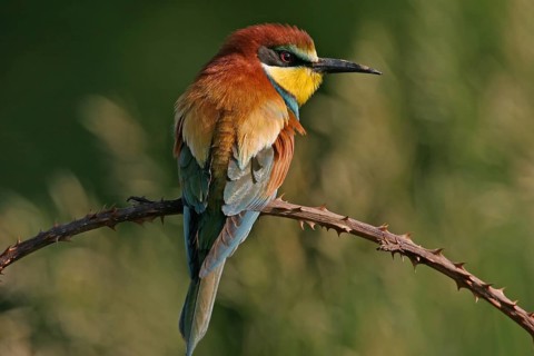 Bee-eater, (Merops apiaster), individual, perch, Bad Dürkheim district, Rhineland-Palatinate,