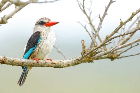Brown-hooded kingfisher (Halcyon albiventris), perching site, Kingfisher family, iSimangaliso