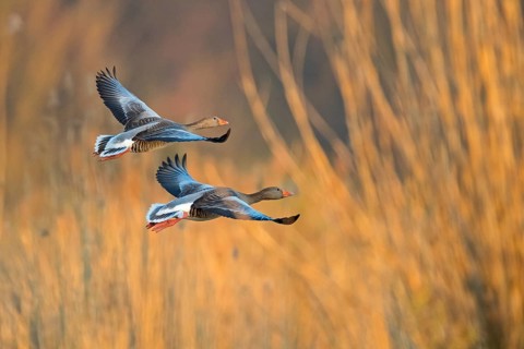 Greylag goose, Anser Anser, flight photo, side view, two birds, Wagbachniederung,
