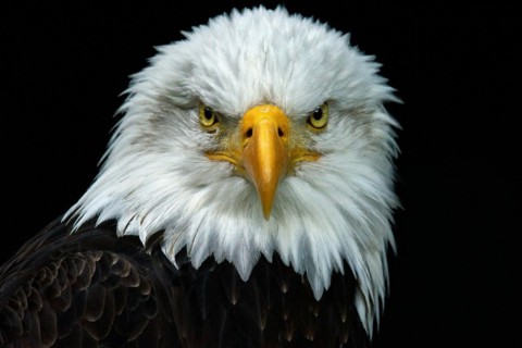 Animal, animals, bird, birds, bird of prey, birds of prey, eagle, white-tailed eagle, bald eagle