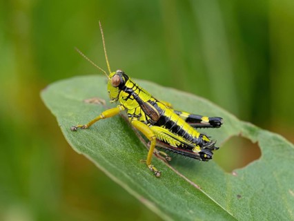 Green mountain grasshopper (Miramella alpina), Grasshopper, Green Mountain Grasshopper,