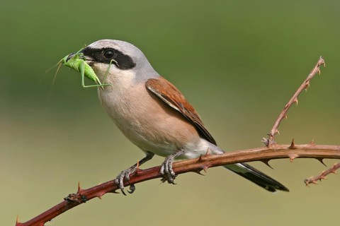 Red-backed shrike (Lanius collurio), Pie-griËche Ècorcheur, AlcaudÛn Dorsirrojo, Spider, spider,
