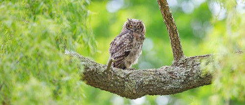 Spotted eagle-owl (Bubo africanus), Grand-duc africain, Wakkerstrom surroundings, Wakkerstrom,