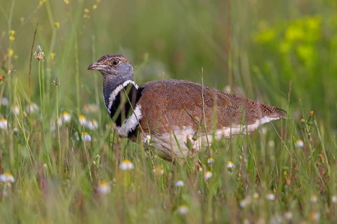 Little bustard (Tetrax tetrax) Outarde canepetière, Sisón Común, Hides De Calera / Great Bustard,