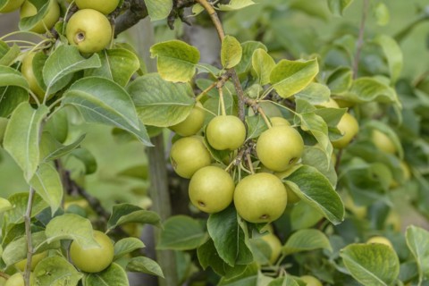 Nashi pear (Pyrus pyrifolia 'Nijisseiki'), Bundessortenamt Prüfstelle Wurzen, Wurzen, Saxony,