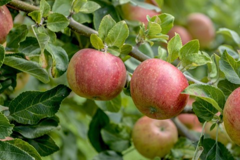 Apple (Malus domestica 'Alkmene'), State Research Centre for Agriculture and Fisheries, Guelzow,