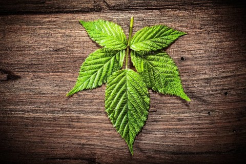 Green leaf on old wooden background
