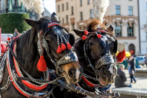 Horses with a carriage on the main square of Krakow in Poland
