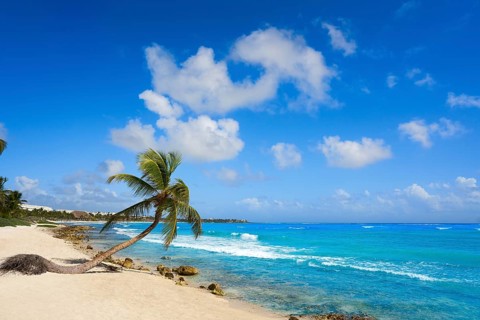 Akumal coconut palm tree beach in Riviera Maya of Mayan Mexico