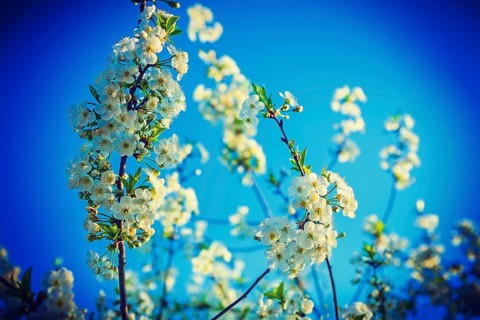 Twigs of cherry tree with white flowers instagram stile