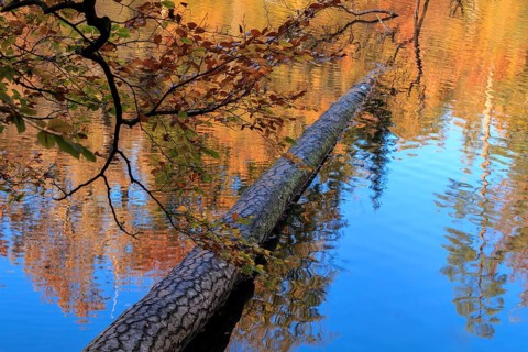 Autumn picture, tree trunk in the lake, Stuttgart lakes