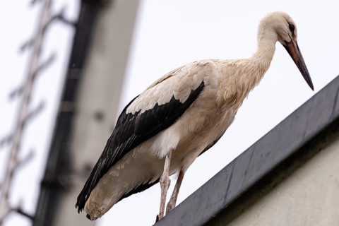 A young stork stands on a roof and looks down, Straubing, Lower Bavaria