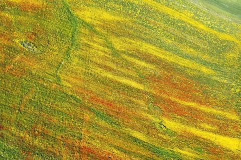 Drone aerial photo of field with yellow blooming marguerite and red poppy flowers. Spring landscape