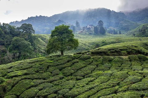 Landscape with tree, Boh Tea tea plantation, Cameron Highlands, Malaysia, Southeast Asia, Asia