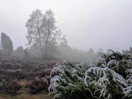Heath landscape in winter, nature reserve in northern Germany